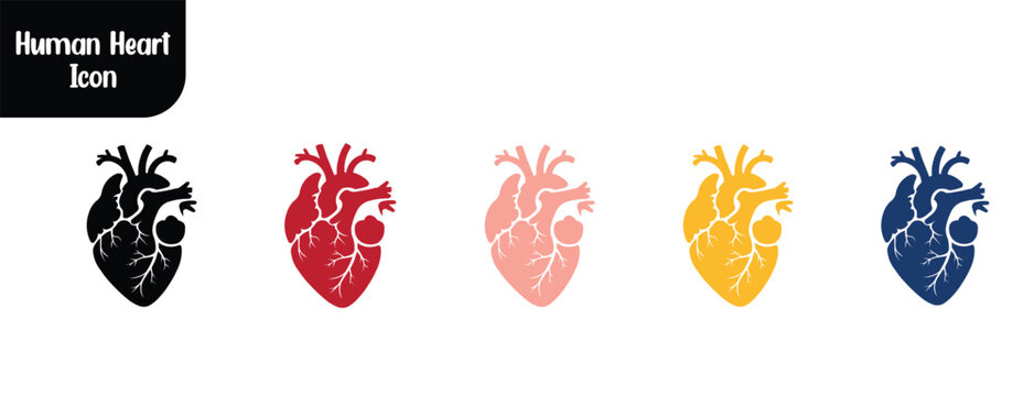 "Human heart icon vector.  Medical symbol illustration isolated on white."
