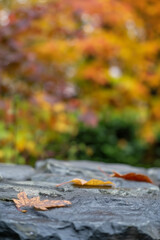 This image shows fallen autumn leaves scattered across a wet stone surface. The vibrant foliage in the background creates a beautiful bokeh effect, enhancing the focus on nature's transition.