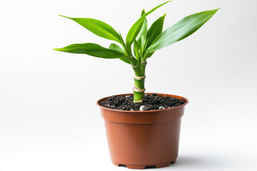 Small potted bamboo plant with vibrant green stems, placed on a clean white background, symbolizing good luck and fortune. 
