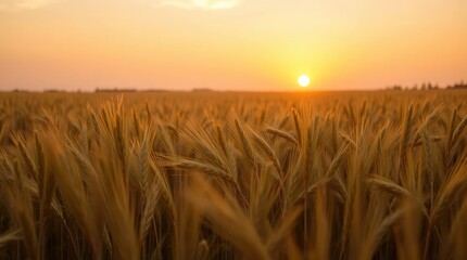 Obraz premium Golden wheat field at sunset Wheat stalks dominate the foreground leading to a distant horizon under a bright sun