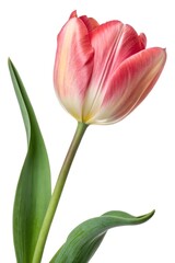 Fototapeta premium pink tulip isolated on white