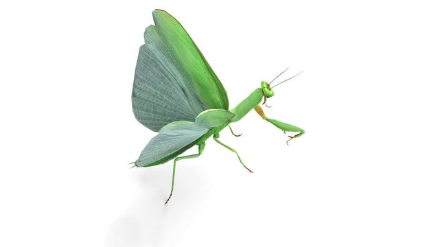 mantis attack animation