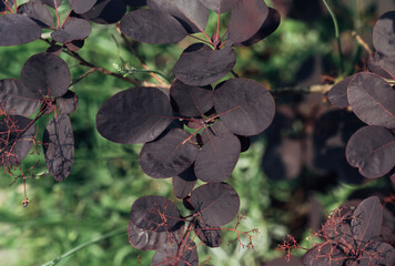 A group of dark green leaves with red tips