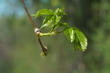 New green, spring shoot