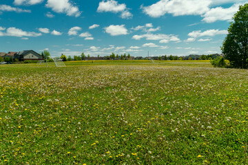 Football field covered with dandelions
