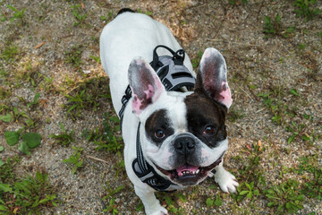 Playful look of a bulldog