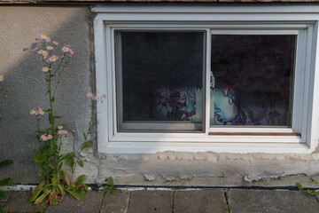 A flower growing from a crack under a house near a window