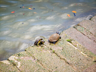 Funny turtles playing in natural environment in Marina Bay in downtown of Singapore in a middle of a city