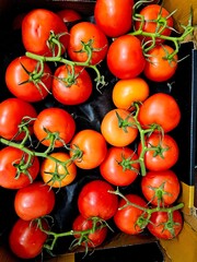 A vibrant, close-up shot of a box filled with ripe tomatoes still on the vine. Most are a deep red, though a few show hues of orange and yellow, suggesting varying stages of ripeness. The fresh produc