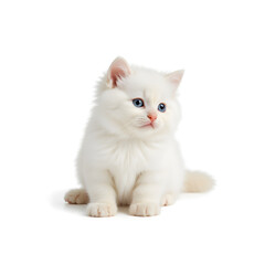 Fototapeta premium A fluffy white kitten with blue eyes, isolated on a white background, cute and photorealistic.