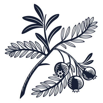 black and white crowberry
