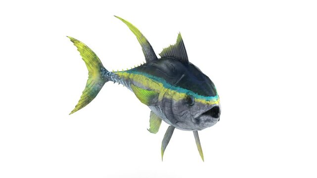 tuna fish on white background