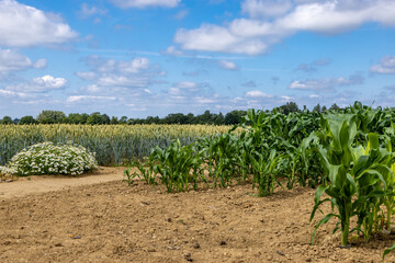 An agricultural field with maize and cereal crops growing on a sunny summer's day