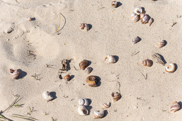 Texture of sand and earth, sand dunes and waves, traces of animals, birds and snakes on the sand