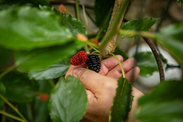 A close up of a hand about to pick a ripe mulberry