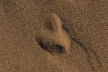 Texture of sand and earth, sand dunes and waves, traces of animals, birds and snakes on the sand