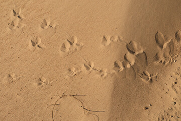 Texture of sand and earth, sand dunes and waves, traces of animals, birds and snakes on the sand