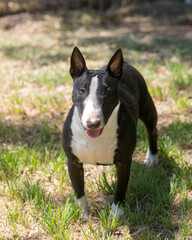 Brindle and white bull terrier posing in the grass