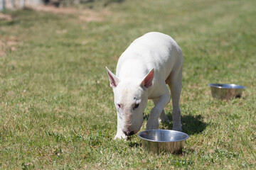 White bull terrier working on a scent at a game practice