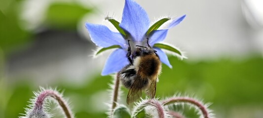Hummel auf Blume
