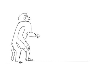 Obraz premium Wild monkey in single outline illustration. Continuous line art drawing of monkey.