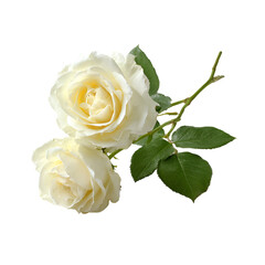 Two Cream Roses Isolated on Black Background,