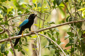 Yucatan blue jay with yellow legs perched in a tree of the tropical forest surrounded by green leaves in Tulum national park on a sunny morning with blurry background 