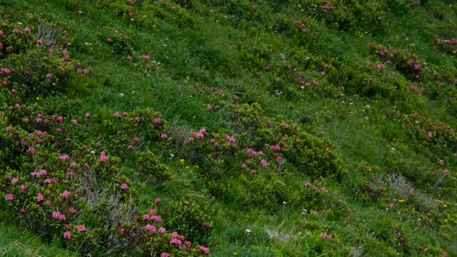 oft pink flowers bloom across a lush green alpine slope, blending with wild grass and tiny yellow blossoms in a peaceful mountain summer landscape.