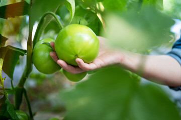 Woman's hand holding unripe tomatoes on the vine