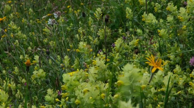 Close-up of a summer meadow bursting with yellow wildflowers, soft grasses, and scattered blooms in green foliage&mdash;perfect for nature lovers and background visuals.