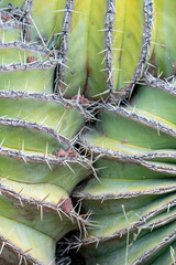 Laberinto de espinas