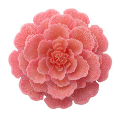 Pink Camellia Flower Isolated on Transparent Background
