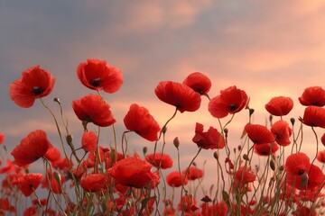 Fototapeta premium Red Poppies in a Field at Sunset