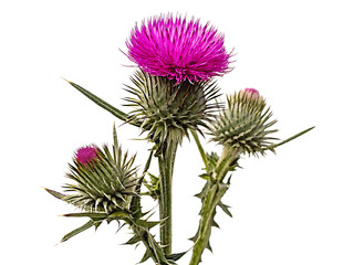 milk thistle isolated on white background PNG , AI GENERATED