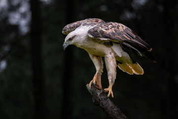 White-bellied Fish Eagle perching on the branch