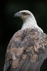 White-bellied Fish Eagle perching on the branch