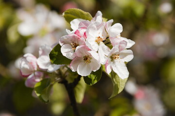 apple tree flowers