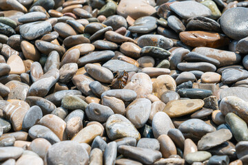 Exploring a Rocky Beach Covered With Smooth Pebbles on a Sunny Day