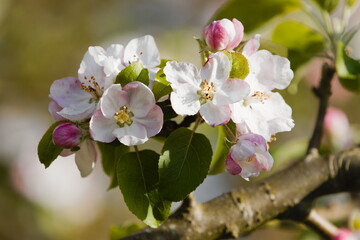 blooming apple tree