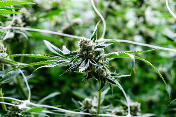 Vibrant cannabis buds flourish on a large plantation, highlighting agricultural beauty.