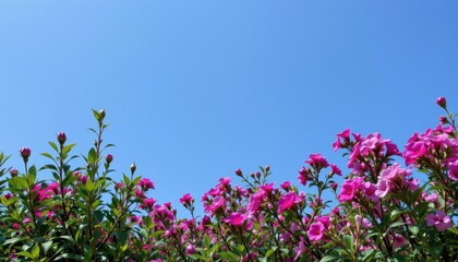 a vibrant garden filled with blooming pink flowers under a clear blue sky.
