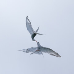 Two arctic terns interacting in flight with their beaks touching in Alaska
