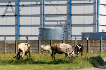 Cows grazing on green grass near a modern industrial building. A striking contrast between nature...