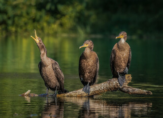 Three juvenile double-crested cormorants perched on a log in the middle of the Silver River in...