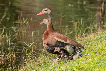 A family of black-bellied whistling ducks by a pond with one baby pushing underneath one of the parents with its little web-foot kicking out as it tries to make room