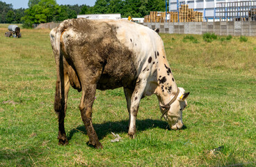 Dirty cow grazing on a green meadow near farm buildings. Rural summer landscape.