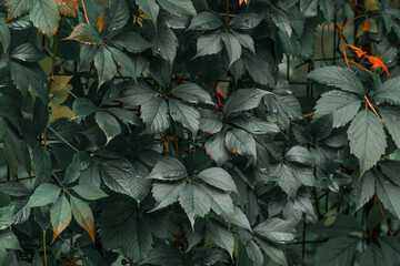 dusk foliage fall garden rainy season weather time natural outdoor September