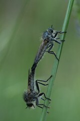 Closeup on two mating robberflies, Didysmachus picipes,  hanging on a grass straw