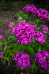 Fototapeta premium Turkish carnation blooms in the garden