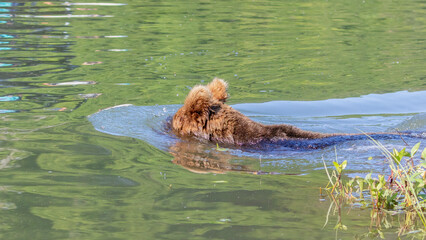 A brown bear sticking its head under water as it searches for food